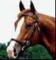 London Thoroughbred