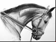 Commissionaportrait.com. The Best in Equestrian Portraiture - Over 120 Online Portfolios Animal Art and Pet Portraits