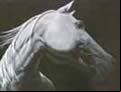 DT Equine Art