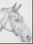 Equine Representations