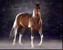 Horse Studios