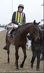 O'Faolains Boy