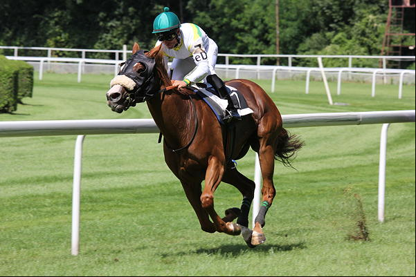 Racehorse