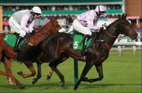 Racehorses