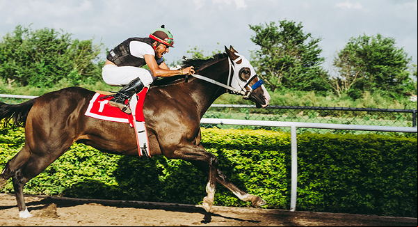 racehorse