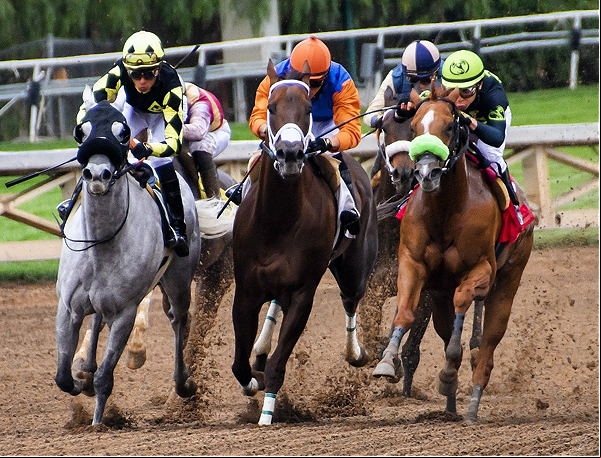 horse race