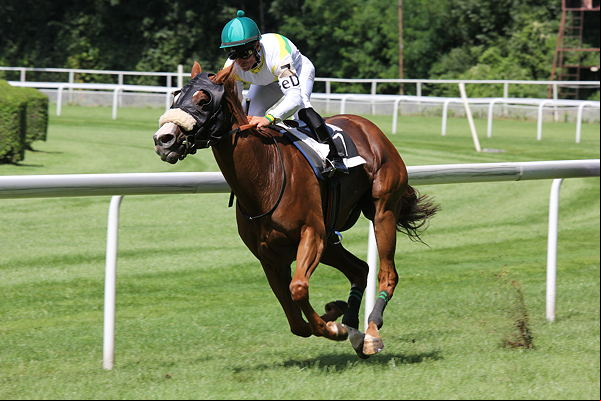 racehorse