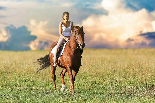 horse