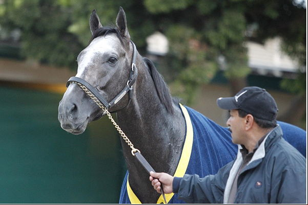 race horse