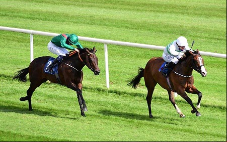 horse race