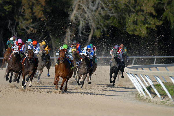 Horse race