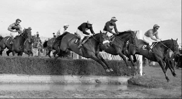 horse race