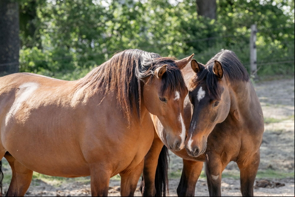 horse language