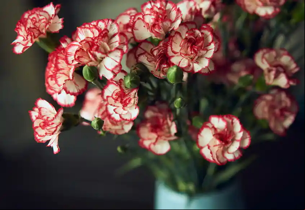 carnations