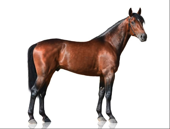 Thoroughbred