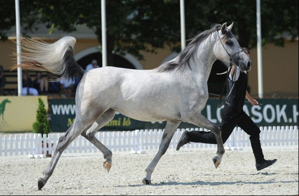 Arabian