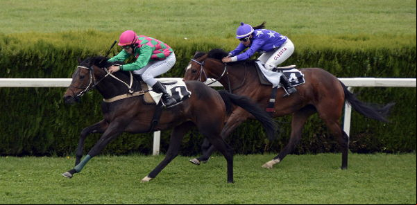 Horse race