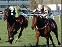 novice chases