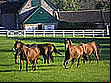 Lanwades Stud